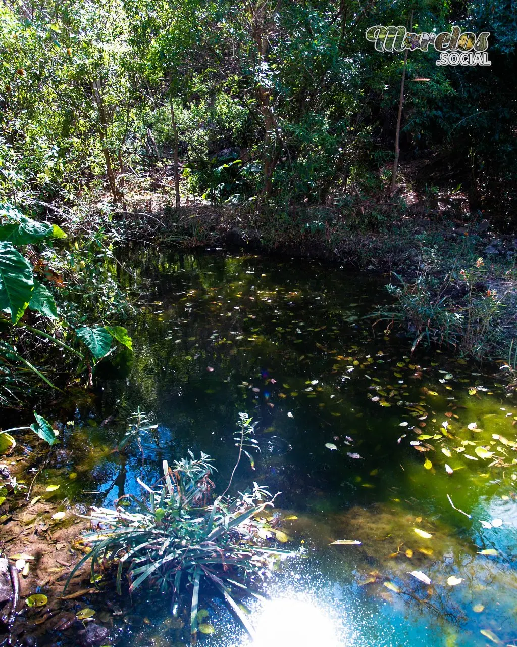 Estanque natural en la sierra de Huautla del estado de Morelos, México