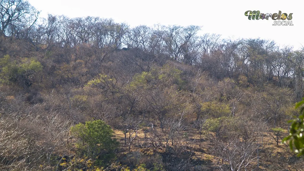 Selva baja caducifolia dentro de la sierra de Huautla en el estado de Morelos, México