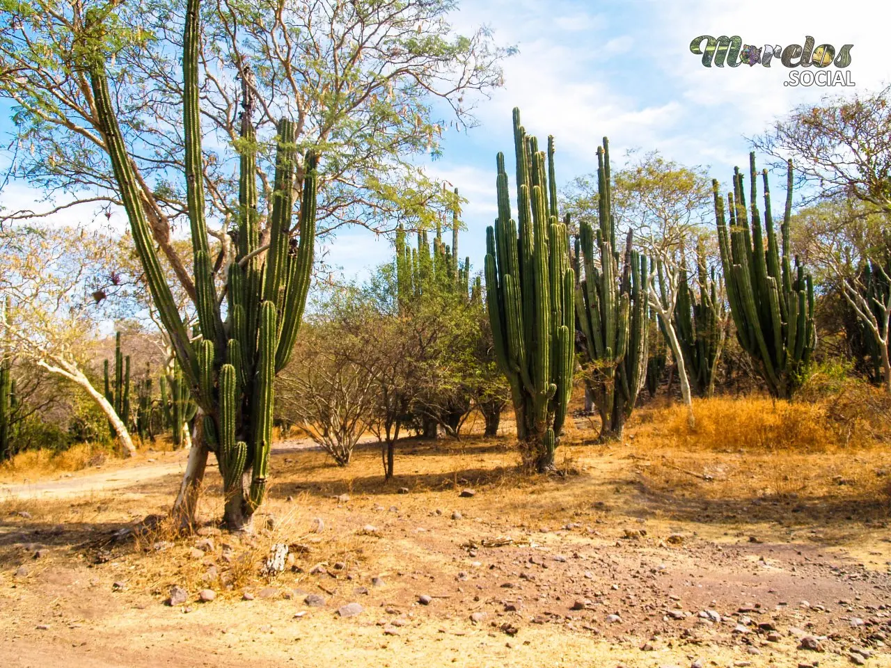 Zona de cactus dentro de la selva baja caducifolia de la sierra de Huautla en el estado de Morelos