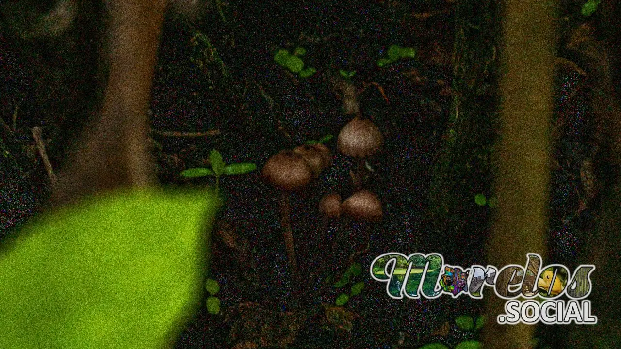 Inosperma calamistratum - Hongo silvestre del Cerro de la Luz del pueblo mágico de Tepoztlán