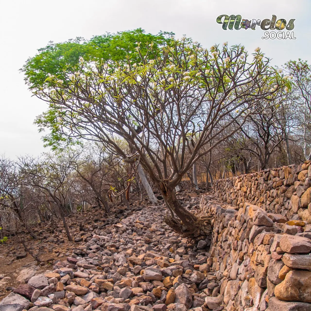 "Chimalacatlán: Travesía Histórica entre Escudos de Carrizo y Naturaleza Viva en el Cerro del Venado