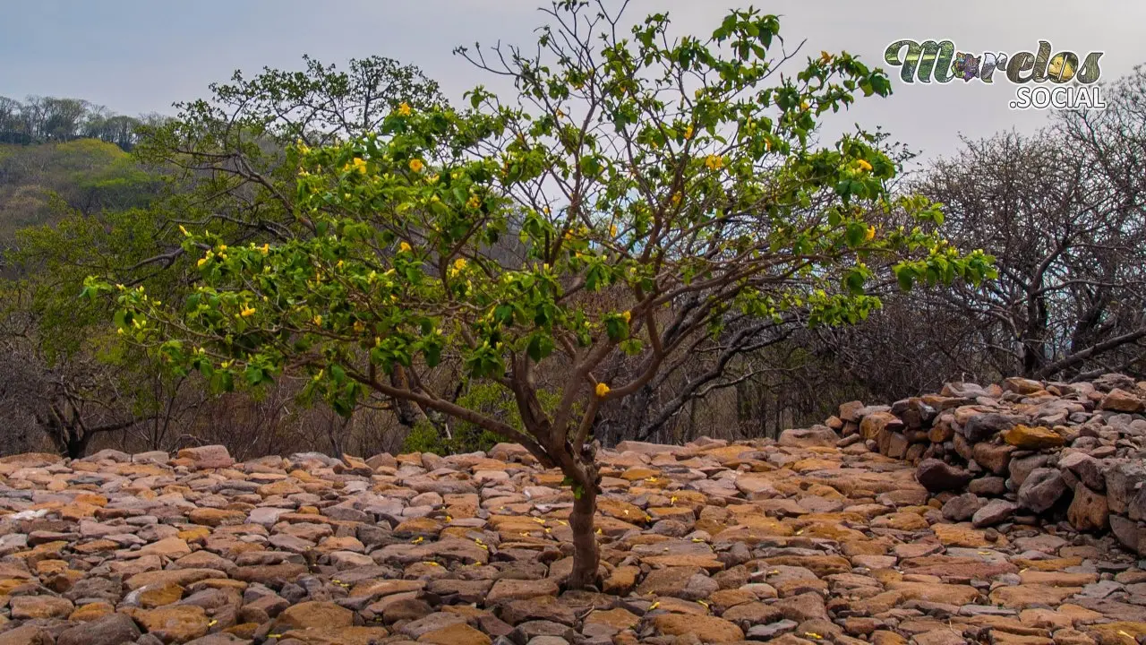 Chimalacatlán: Historia Viva entre la Naturaleza en el Cerro del Venado