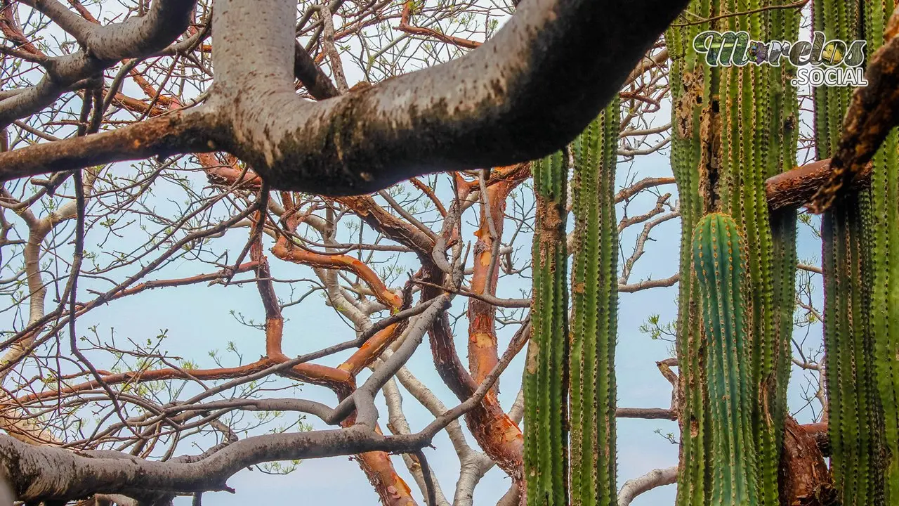 El Ballet del Tiempo: Danza de Cactus y Ramas