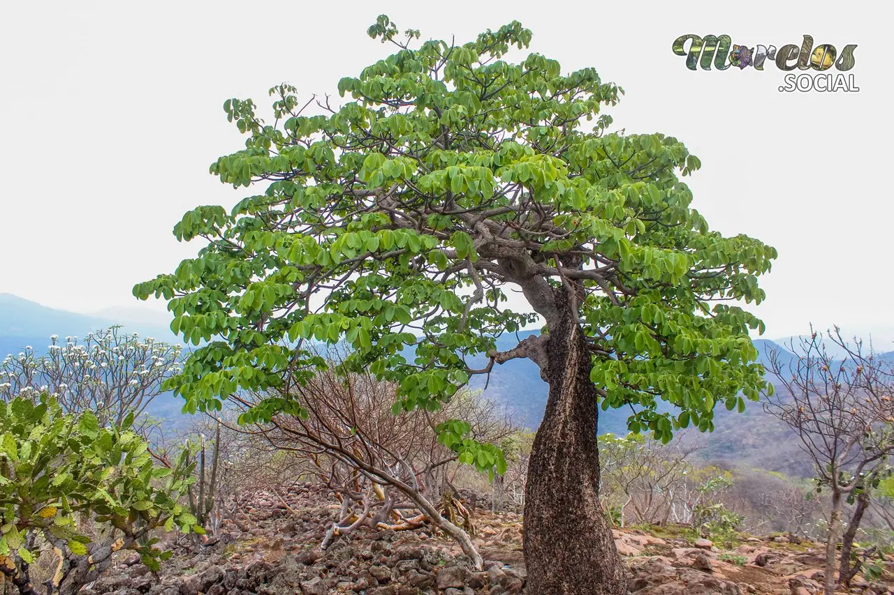 Esplendor Primaveral en Tlaquiltenango: Flores que Despiertan la Historia