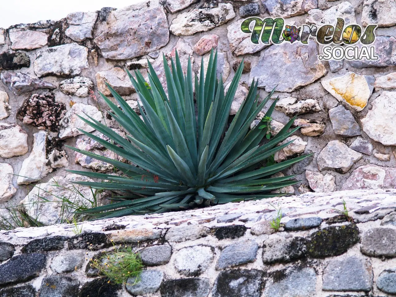 Maguey en zona arqueológica Xochicalco