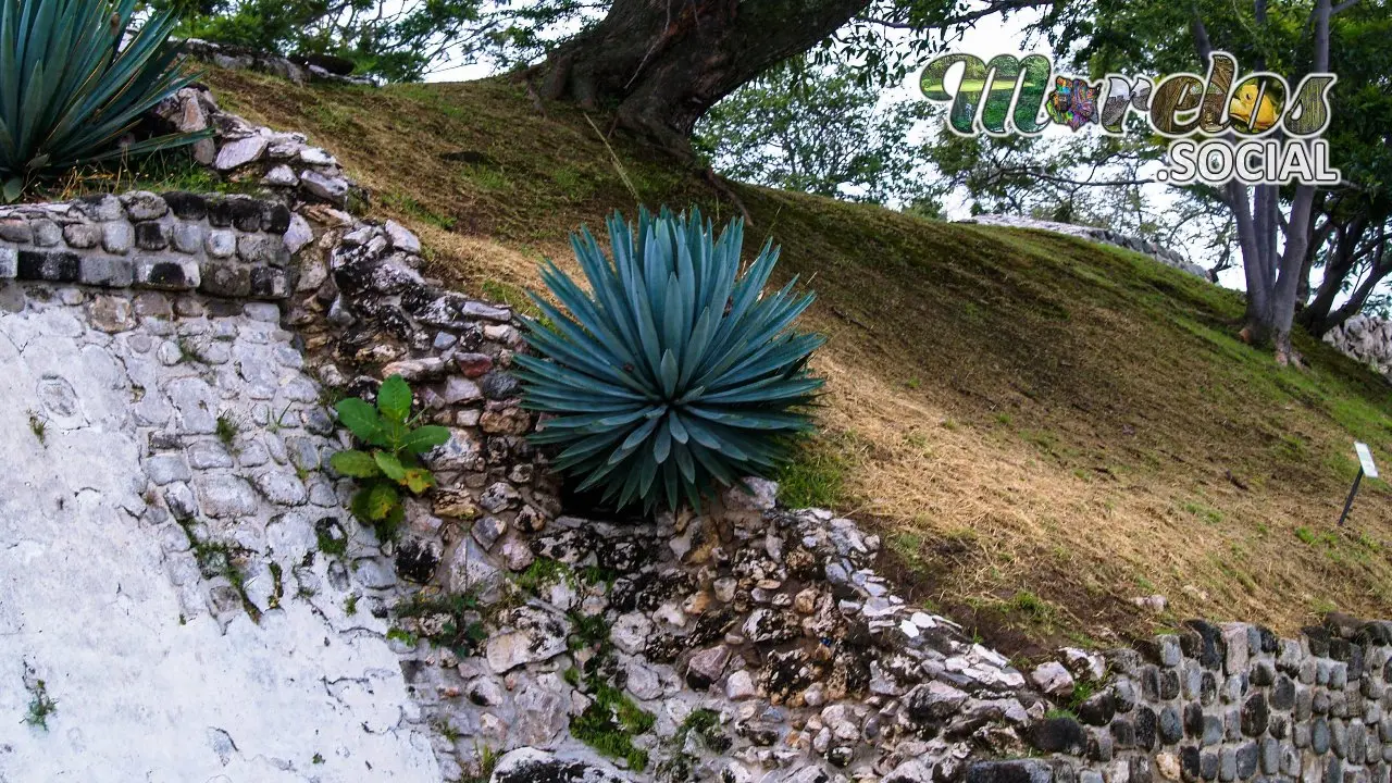 Magueyes creciendo zona arqueológica Xochicalco