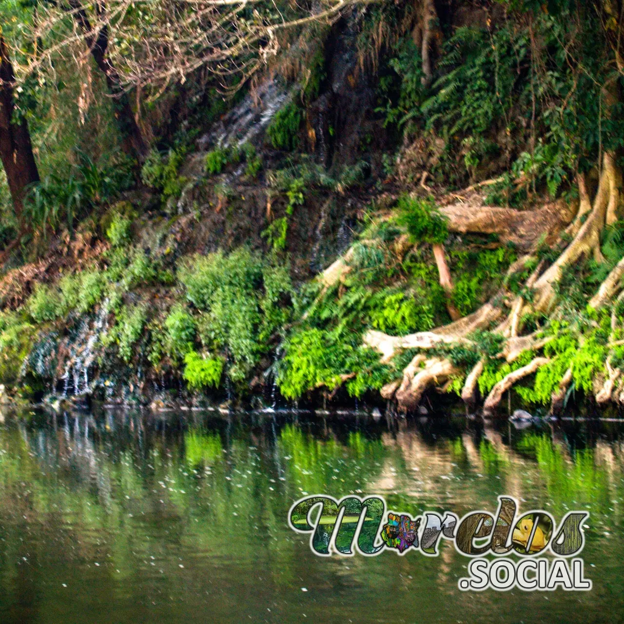 Árboles en las Orillas del Río de Apotla, Morelos