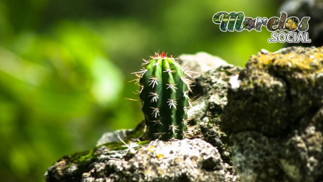 Pequeña Cactácea Tlaquiltenango