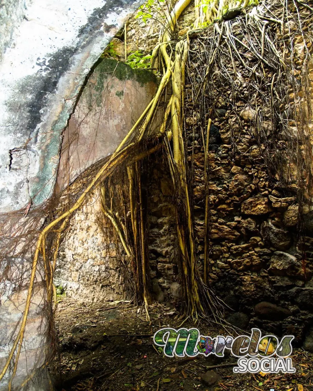 Las raíces amarillas le dan un toque especial al lugar donde varios visitantes quedan enamorados de la fusión entre naturaleza e historia, son cientos