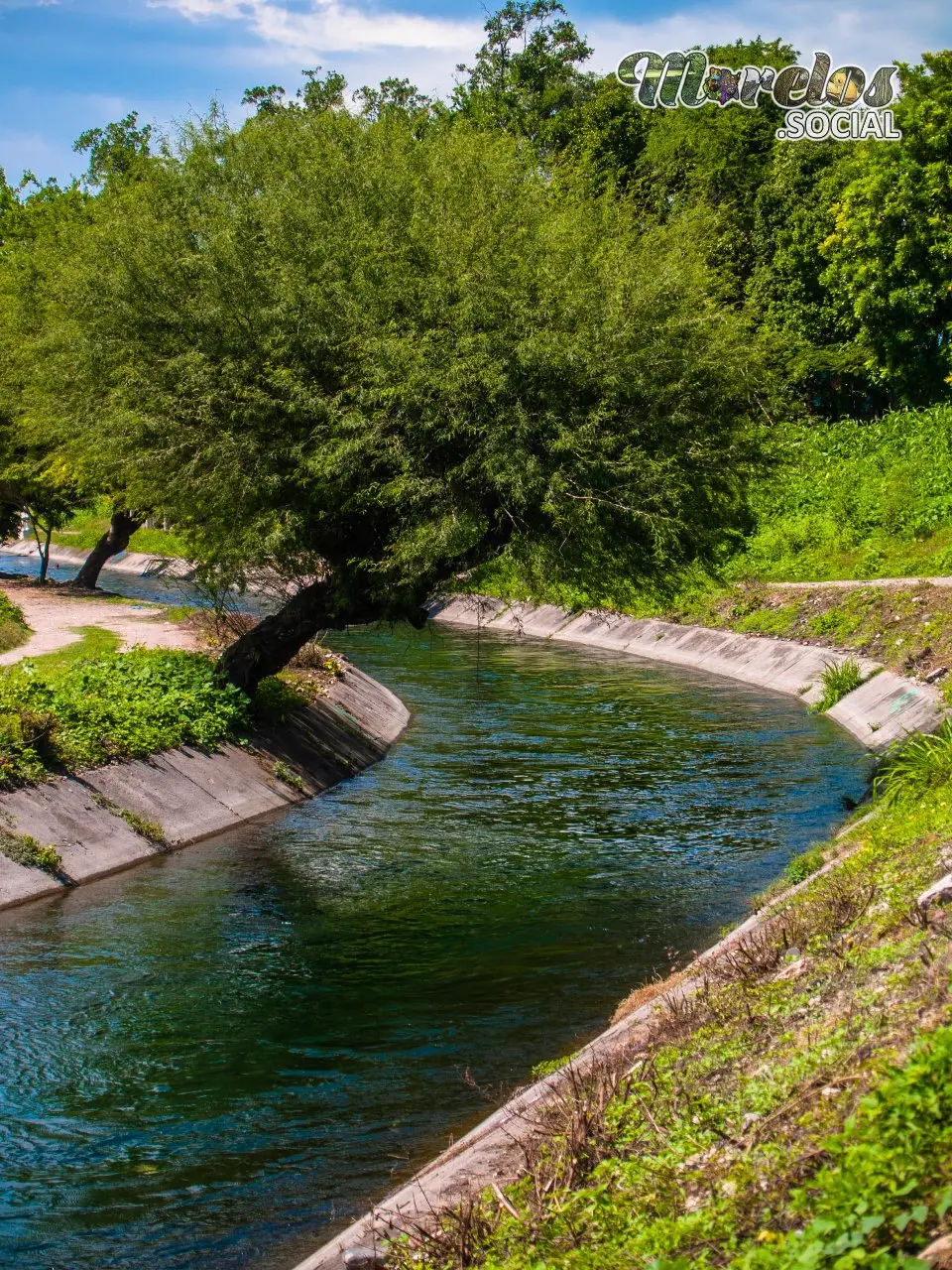 Mezquite a la orilla del canal de Tlaltizapán