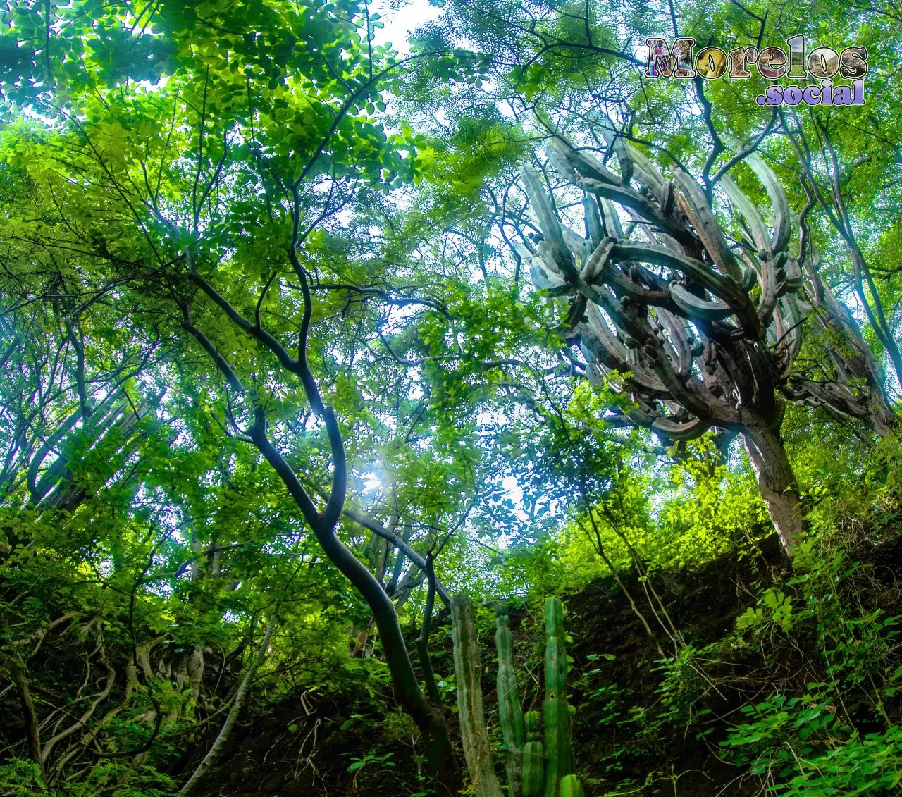 Diversidad vegetal dentro de una de las barrancas del Cerro de Atlacholoaya