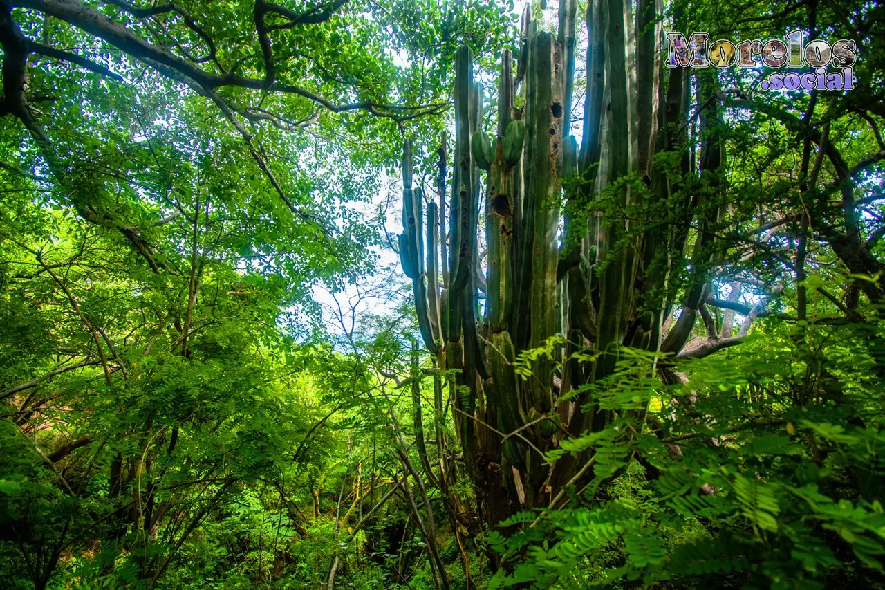 Cerro de Atlacholoaya, Morelos - 23 de Junio del 2021 | Colecciones multimedia | Morelos.social