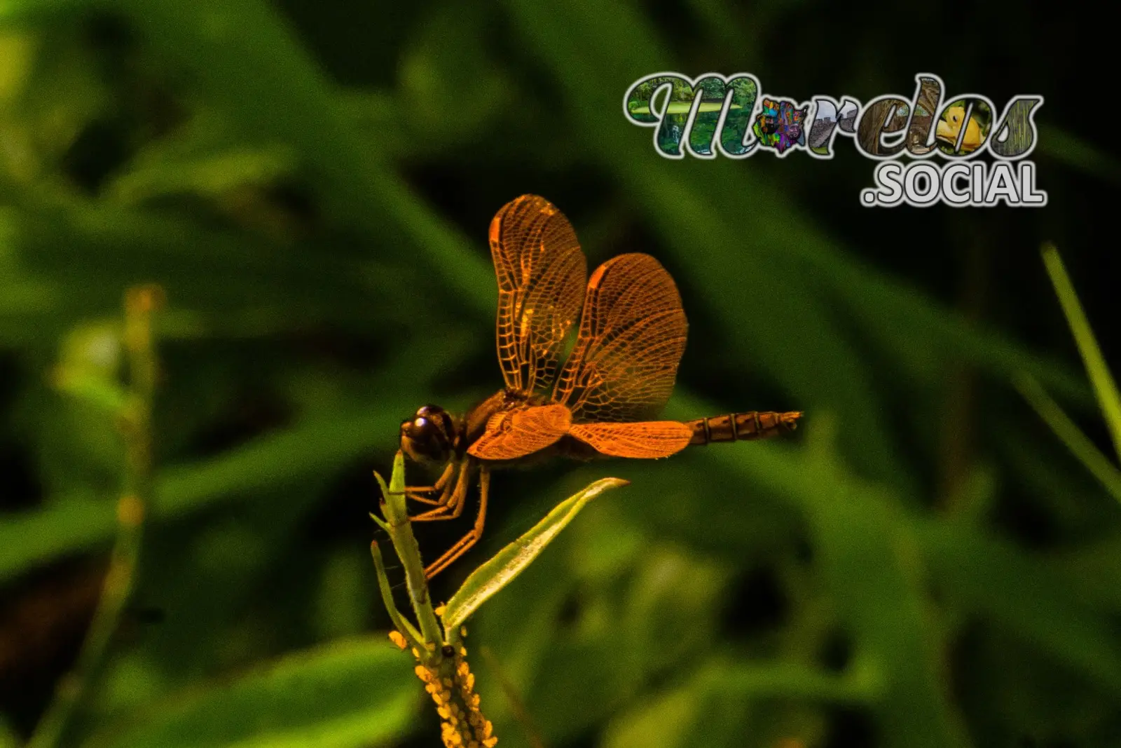 Libelula anaranjada vista en la presa de Cruz Pintada de Tlaquiltenango, Morelos