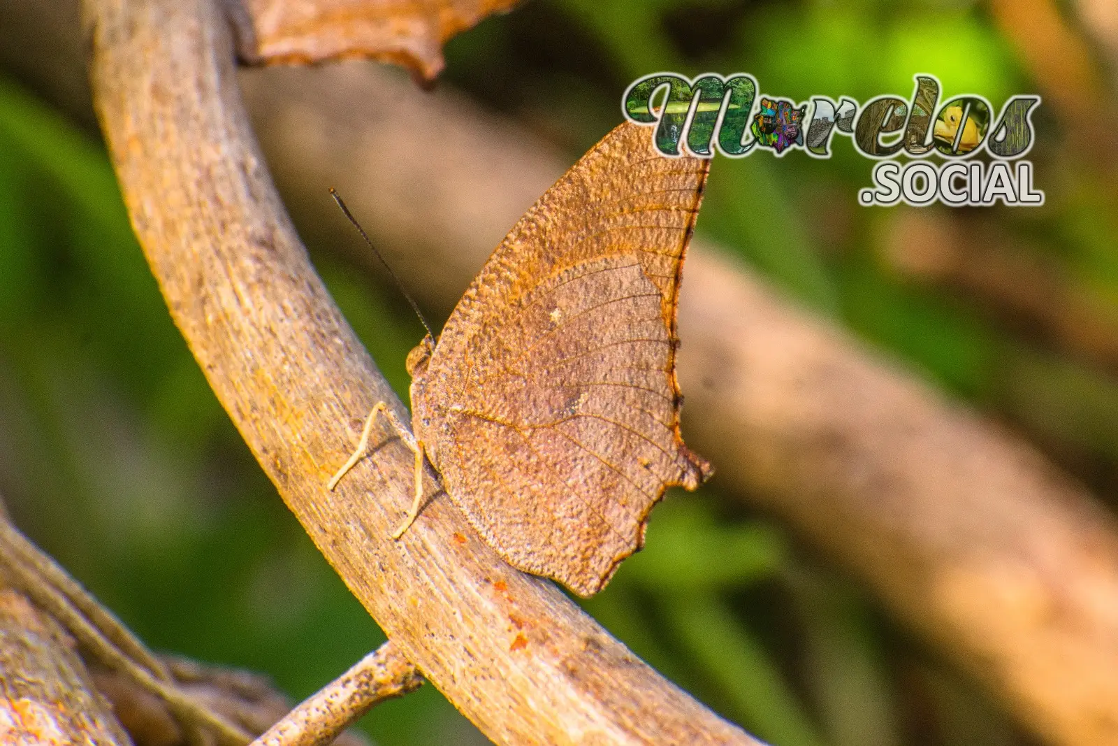 Mariposa con camuflaje de tronco seco vista en la presa de Cruz Pintada de Tlaquiltenango, Morelos