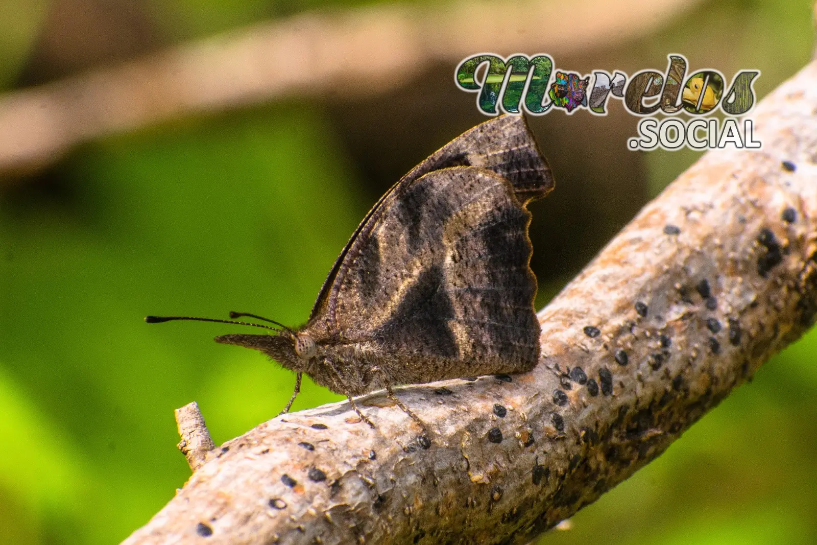 Mariposa con camuflaje de ramas secas vista en la presa de Cruz Pintada de Tlaquiltenango, Morelos