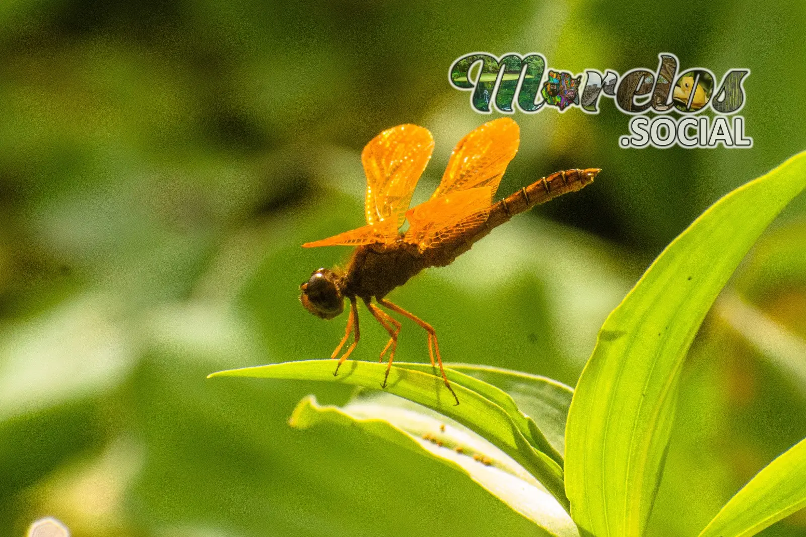 Libelula de color naranja vista en la presa de Cruz Pintada en Tlaquiltenango, Morelos