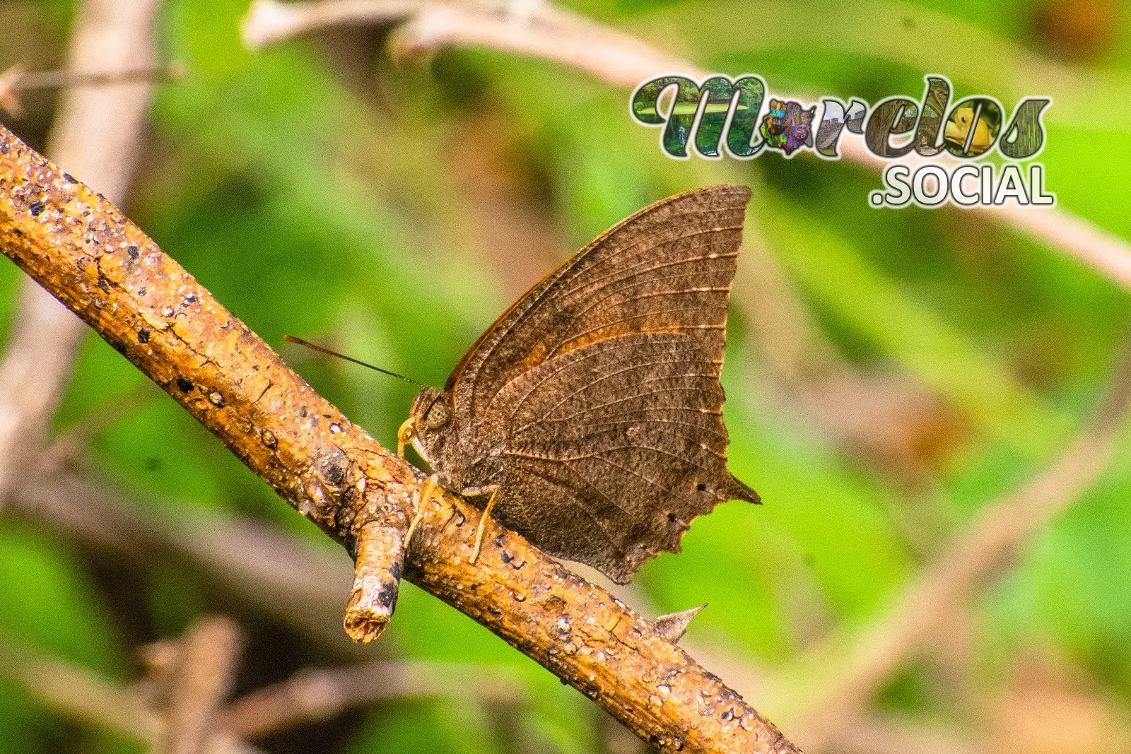 Mariposa con camuflaje de vegetación seca vista en la presa de Cruz Pintada en Tlaquiltenango