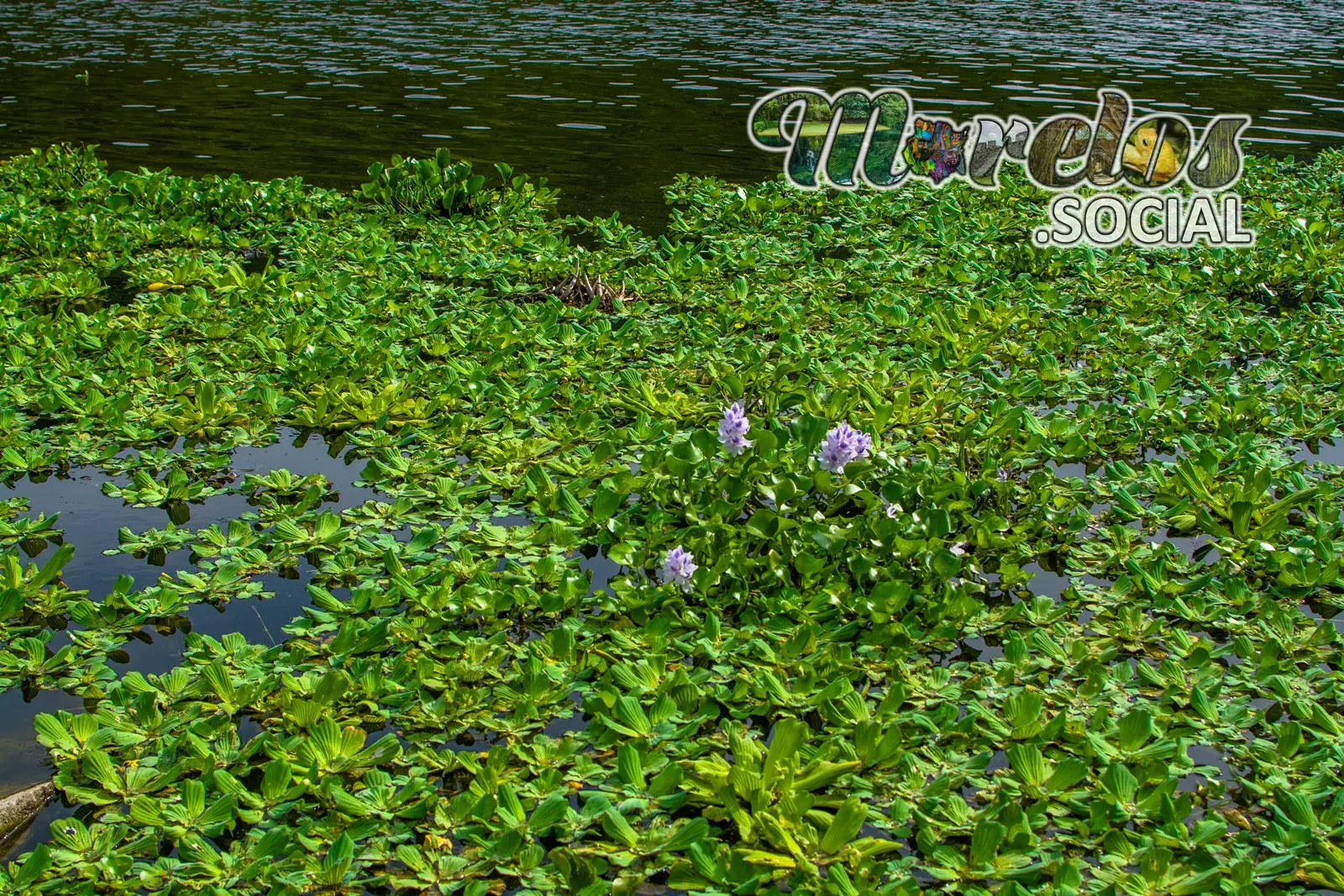 Vegetación acuatica nativa del estado de Morelos en la presa Cruz pintada de la sierra de Huautla