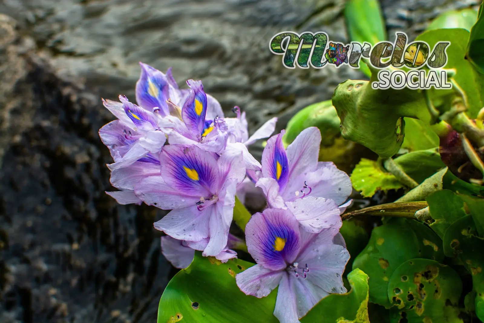 Flores - Vegetación dentro de la reserva de la biosfera "La Sierra de Huautla" del estado de Morelos