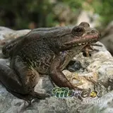 Rana de la especie "Lithobates pustulosa"