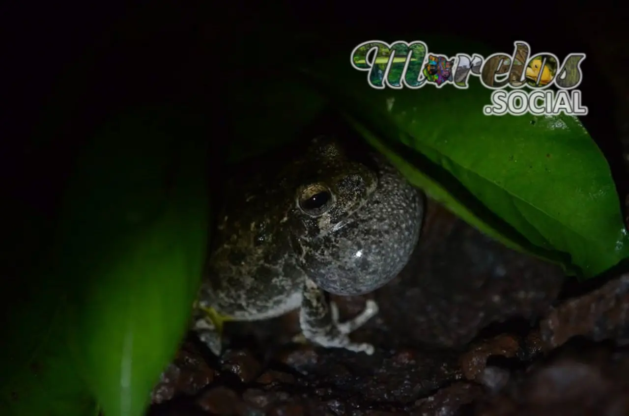 Serenata Anfibia: La Rana Dryophytes arenicolor en Morelos