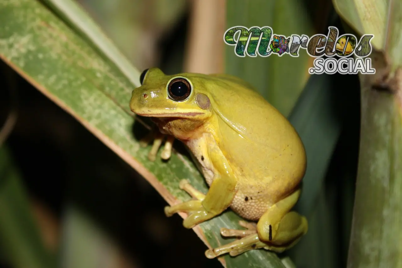 Smilisca baudinni amarilla sobre la hoja de una caña de azúcar