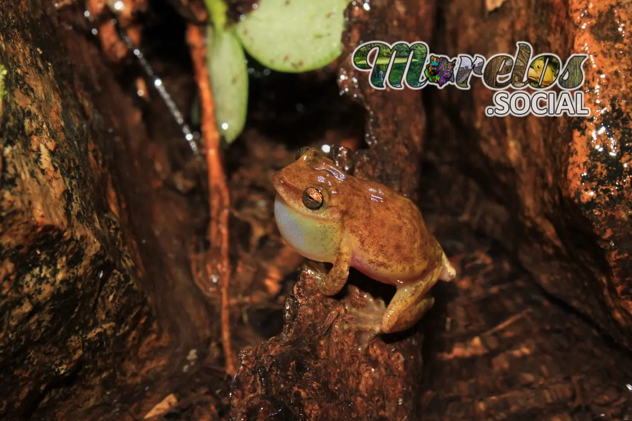 Exerodonta smaragdina - Ranas del estado de Morelos