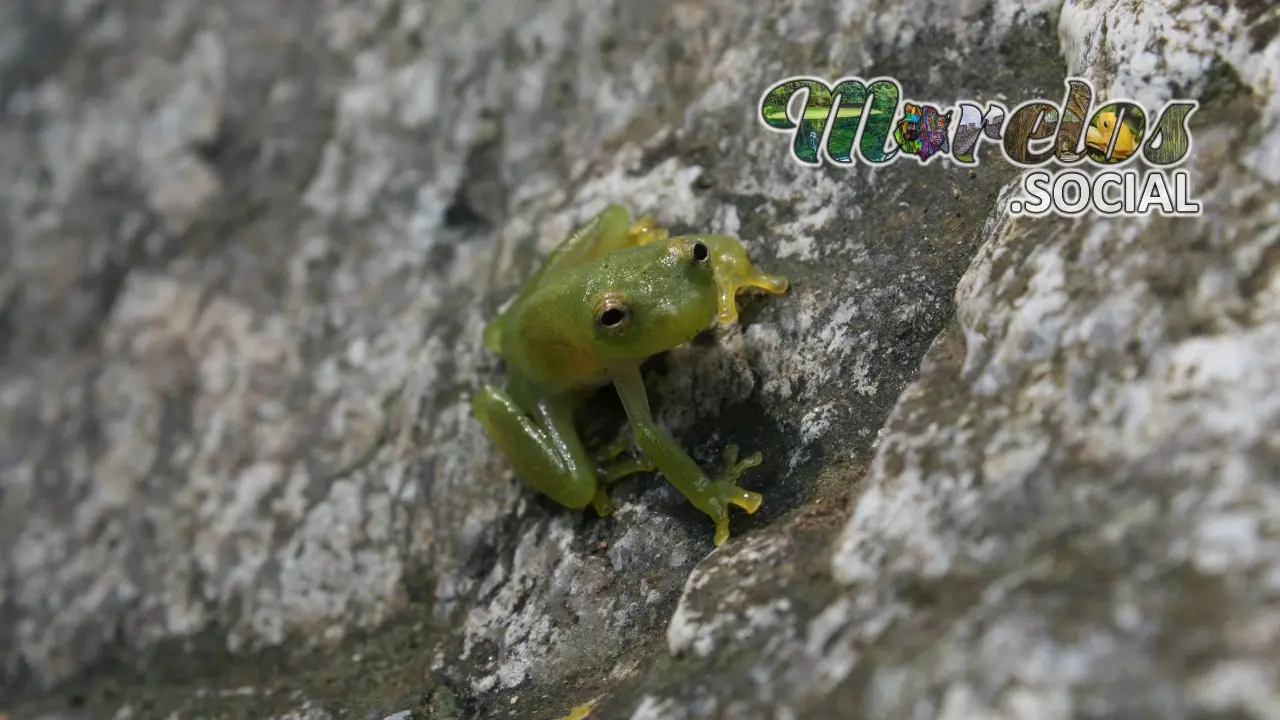 Hyalinobatrachium fleischmanni sobre una pared de roca