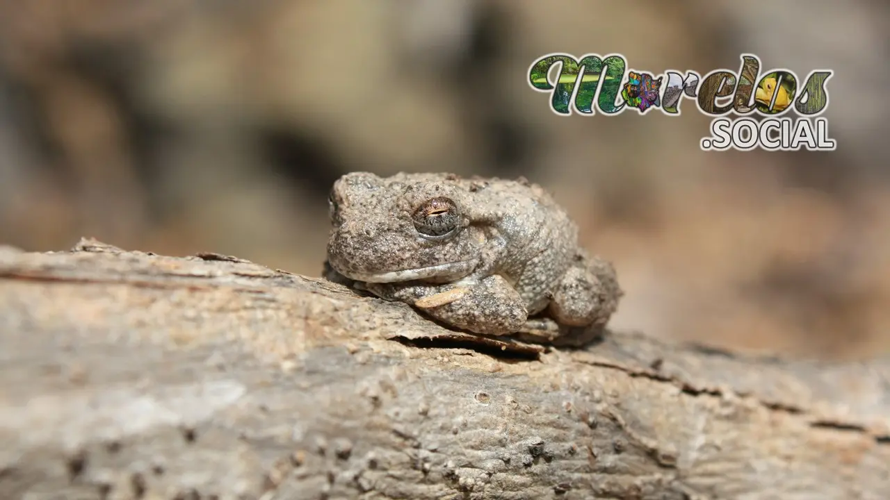 Hyla arenicolor descansando