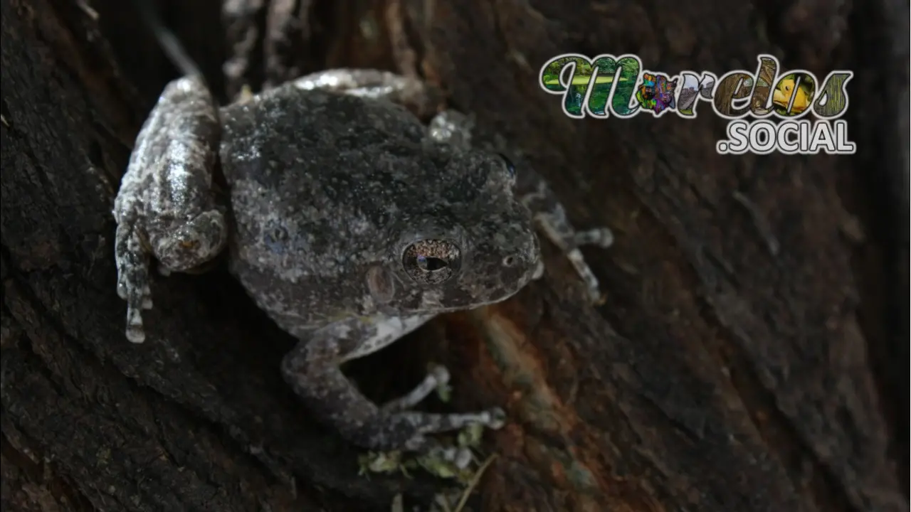 Hyla arenicolor