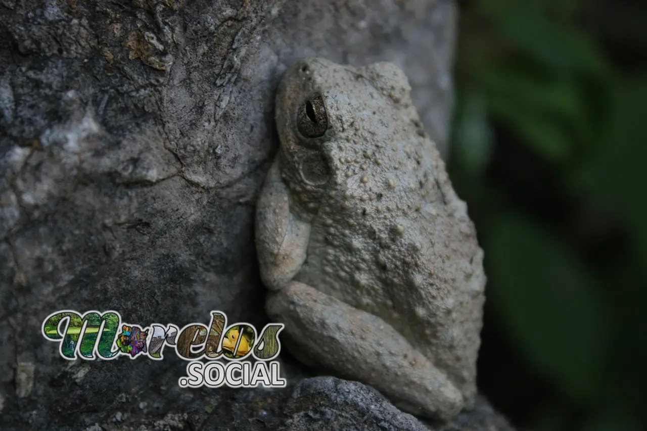 Hyla arenicolor descansando sobre una roca