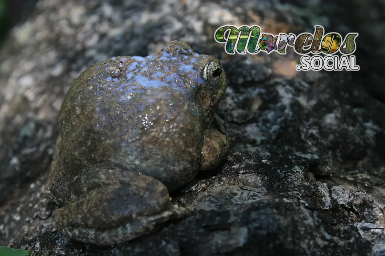 Hyla arenicolor toxina