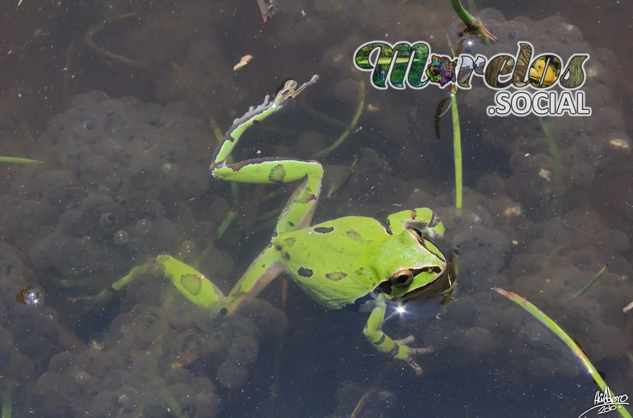 Hyla plicata - cuidando a sus huevos antes de nacer.