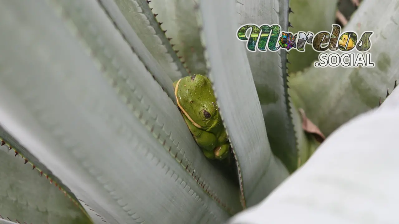 Rana de la especie Pachymedusa Dacnicolor descansando en un Maguey