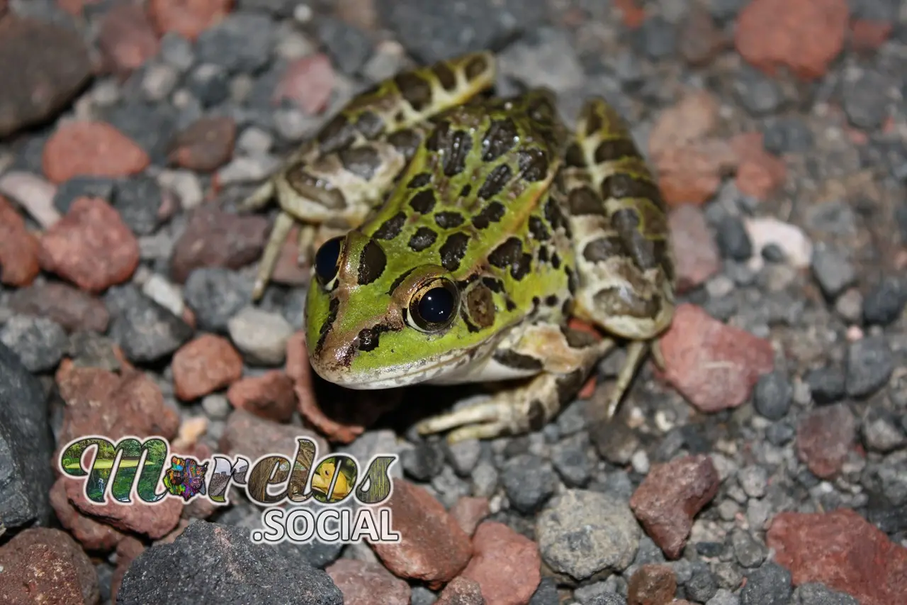 Rana de la especie Lithobates