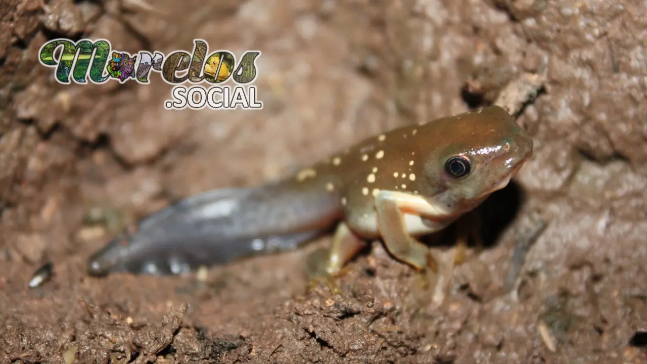 Renacuajo de rana de la especie "Pachymedusa dacnicolor"