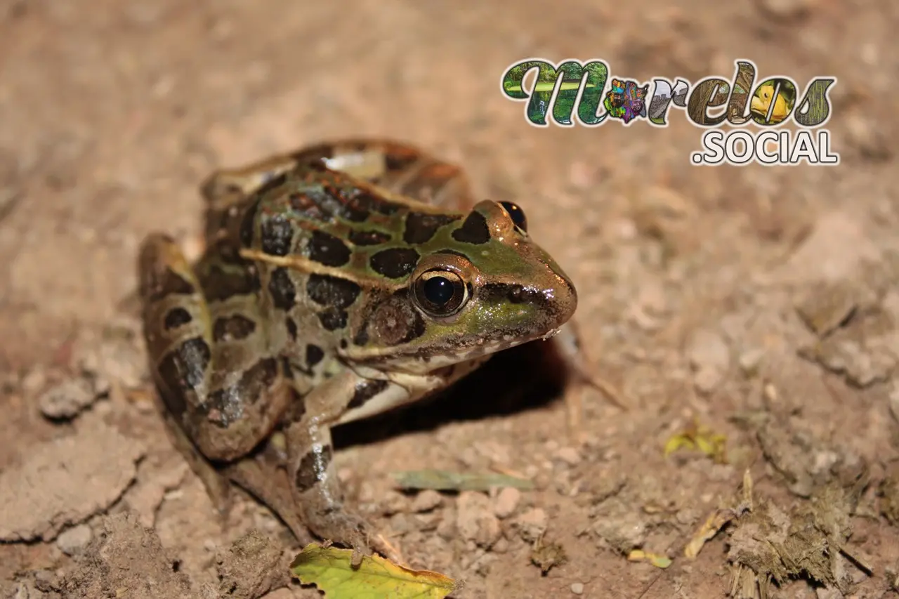 Rana de la especie "Lithobates"