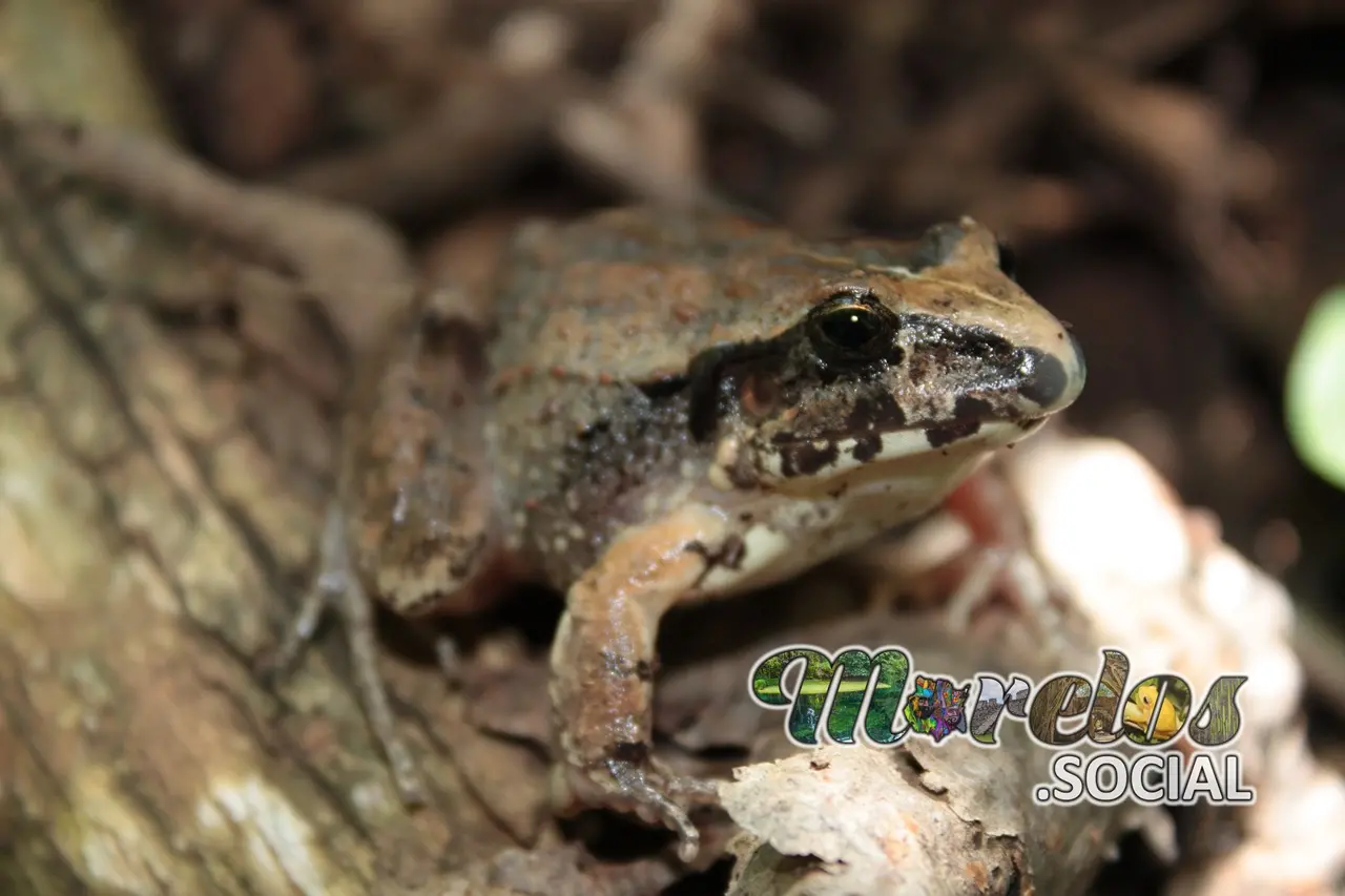 Rana de la especie "Craugastor rugulosus" en su hábitat natural