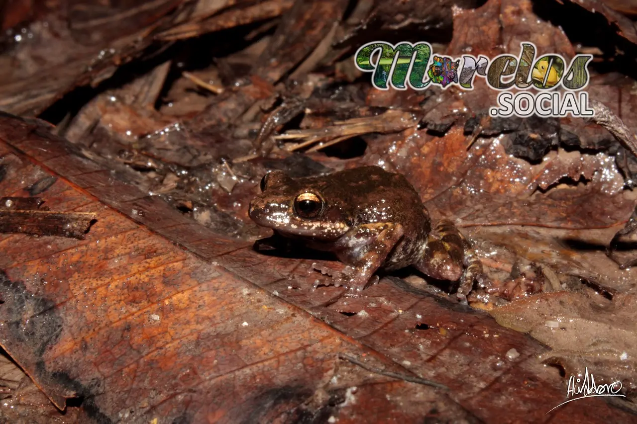 El Arte del Camuflaje: Eleutherodactylus nitidus en Morelos