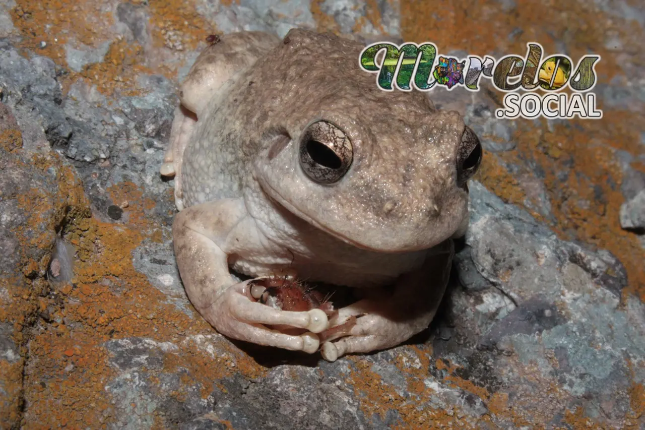 Hyla Arenicolor en Morelos - Una Captura Maestra