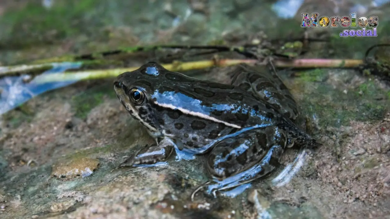 La Rana del Género Lithobates: Una Especie Presente en el Estado de Morelos, México