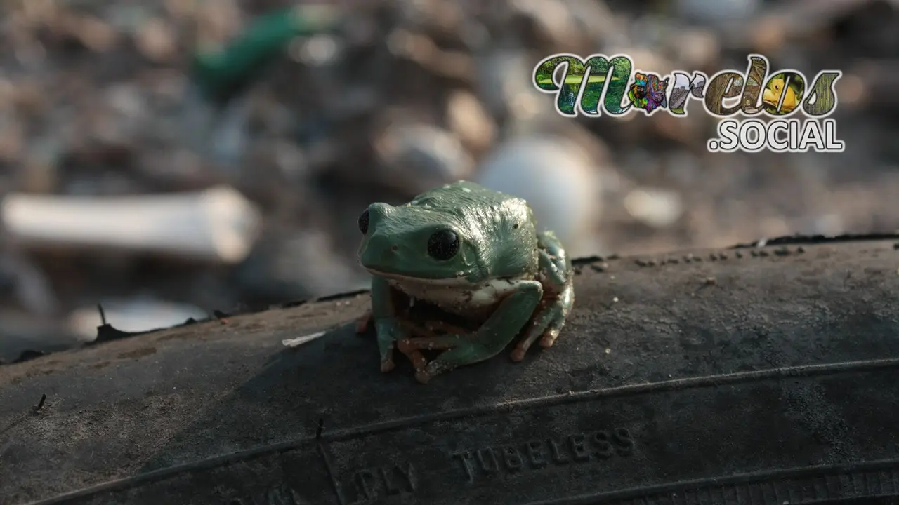 Lamentablemente en estos tiempos es común ver desperdicios entre el habitad de la fauna silvestre