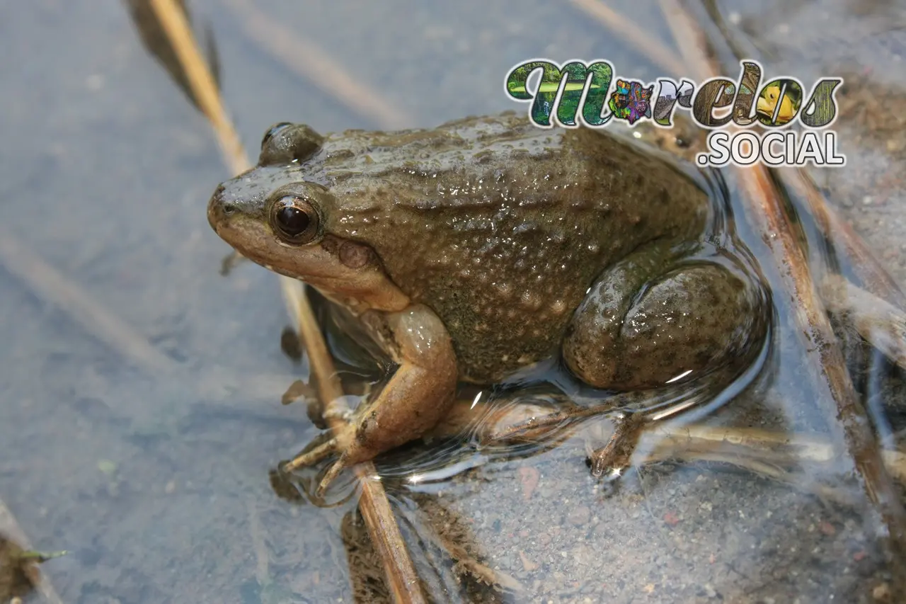 Rana de la especie "Leptodactylus melanonotus"