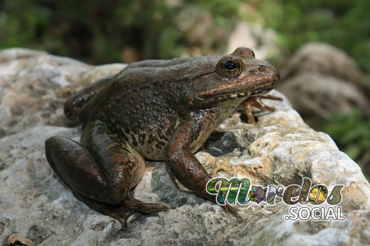 Rana de la especie "Lithobates pustulosa"