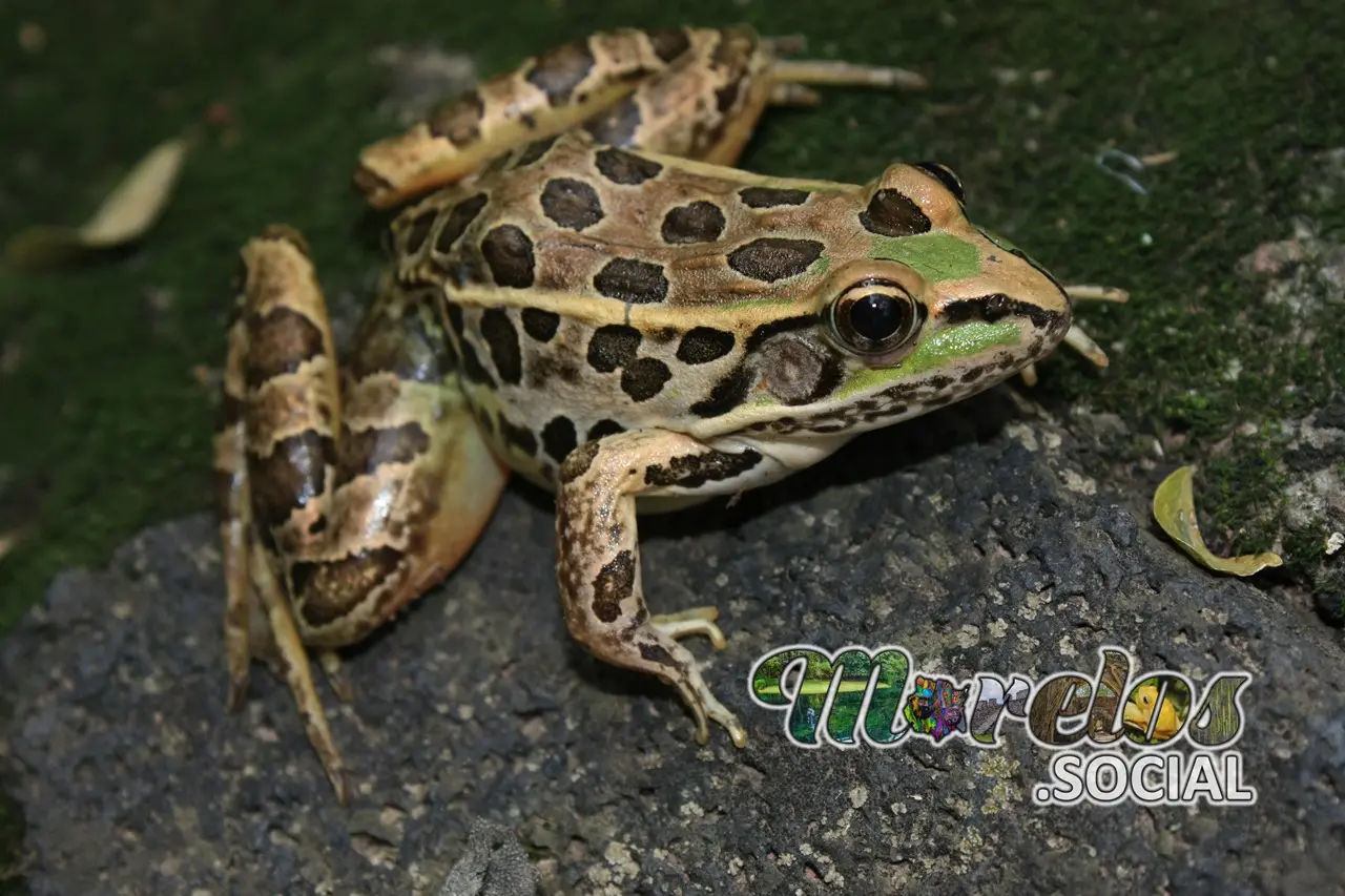 Rana de la especie "Lithobates spectabilis"