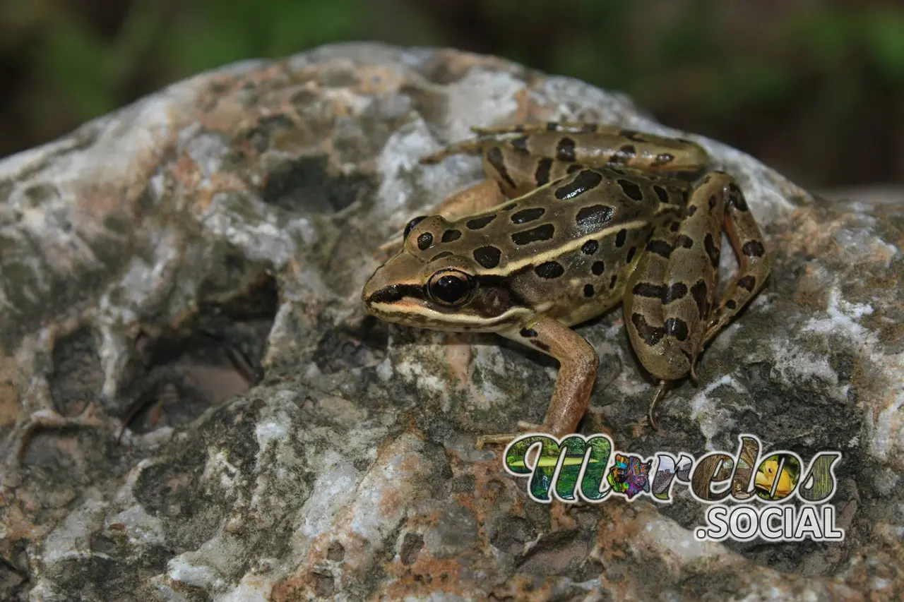 Rana de la especie "Lithobates vaillanti"