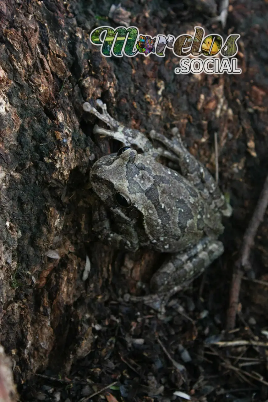 Rana de la especie "Smilisca baudinii" posada sobre un tronco