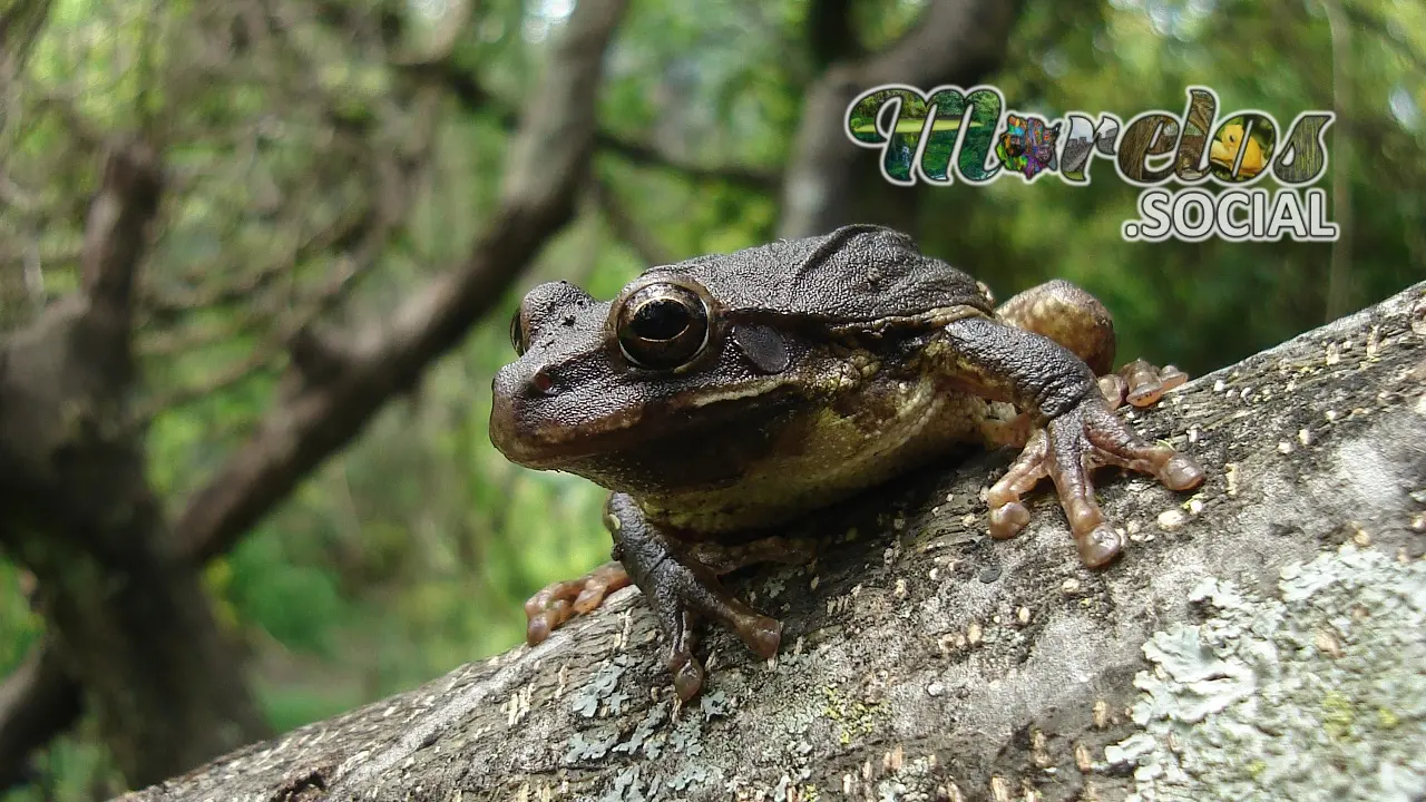 Rana de la especie "Smilisca baudinii" posada sobre un tronco