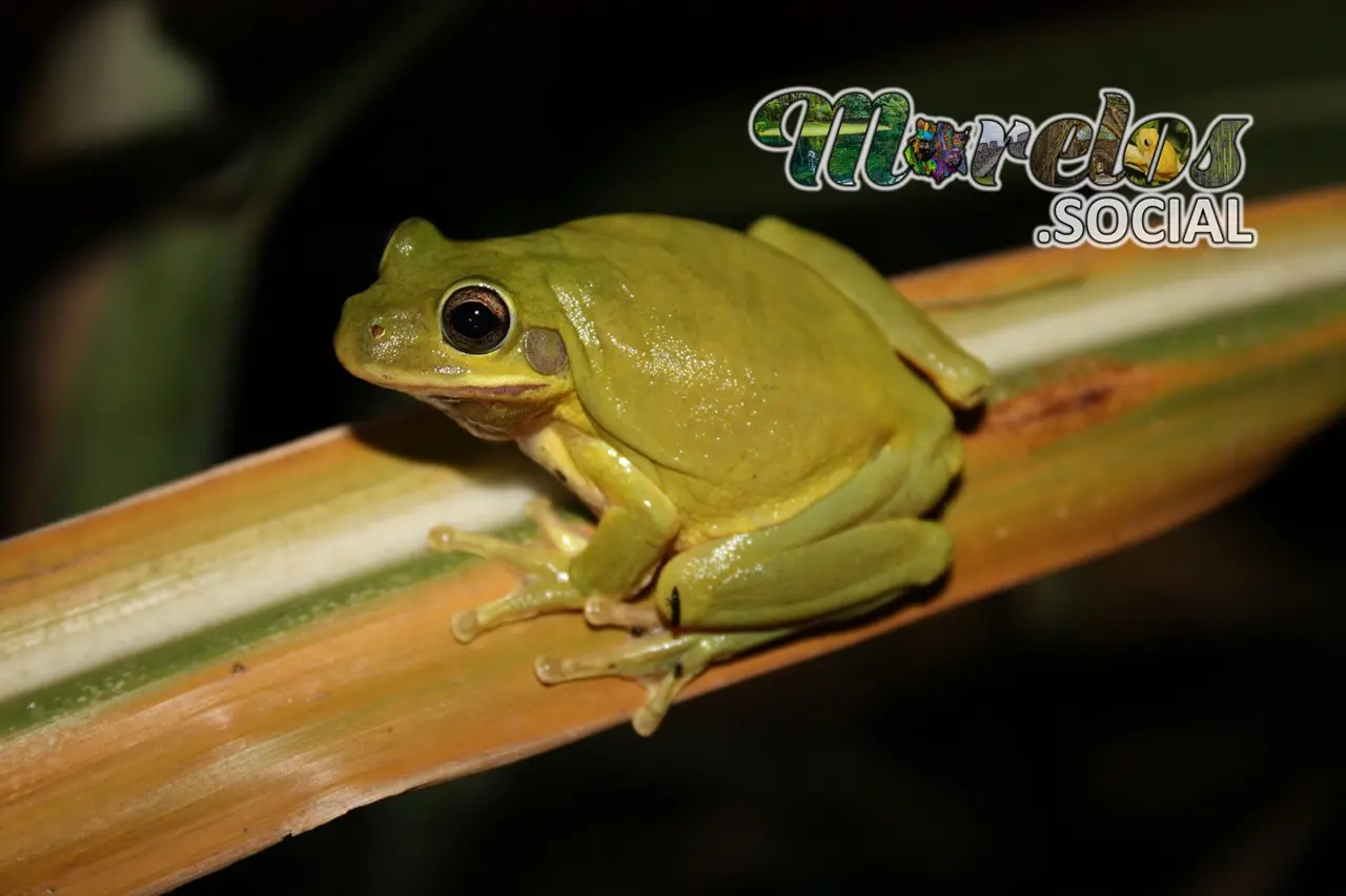 Rana de la especie "Smilisca baudinii" posaba sobre la hoja de una caña de azucar