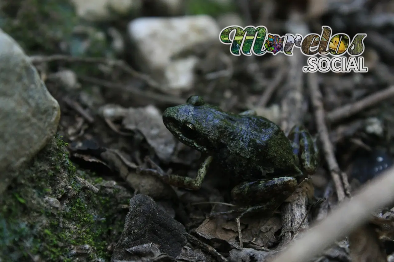 Rana de la especie "Syrrophus nitidus" en su hábitat natural